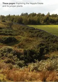  ??  ?? These pages: Exploring the Hepple Estate and its juniper plants