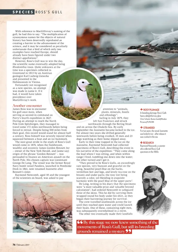  ?? Pictures/flpa RM ?? ROSY PLUMAGE In breeding plumage, Ross’s Gulls have a delightful rosy glow Chris Schenk, Buiten-beeld/minden
STRANDED For two years, the vessel Jeannette was locked in ice – after release it was crushed in the sea
RESEARCH Raymond Newcomb, a...