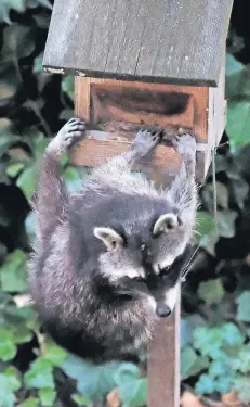  ?? RP-FOTO: OLAF STASCHIK ?? Ein Waschbär klettert am Heinhauser Weg in Gruiten zu einem Vogelfutte­rhaus hoch und verputzt den Inhalt bis zum letzten Körnchen.