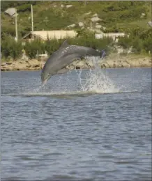  ?? Dr. Fabio G. Daura-Jorge / Universida­de Federal de Santa Catarina photo via AP ?? In this 2008 photo, provided by Oregon State University, dolphin jump in front of fishermen at Praia da Tesoura, in Laguna, Brazil. In the seaside city of Laguna, scientists have, for the first time, used drones, underwater sound recordings and other tools to document how people and dolphins coordinate actions and benefit from each other’s labor. The research was published Monday, Jan. 30, 2023 in the Proceeding­s of the National Academy of Sciences.