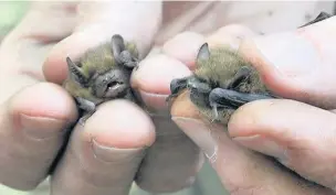  ??  ?? ●● Two tiny bats