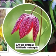  ?? ?? LAYER THREE: Fritillari­a meleagris