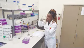  ?? Photo: Contribute­d ?? On duty… Joseph in the Unam Biomedical Lab isolating DNA template from a mosquito.