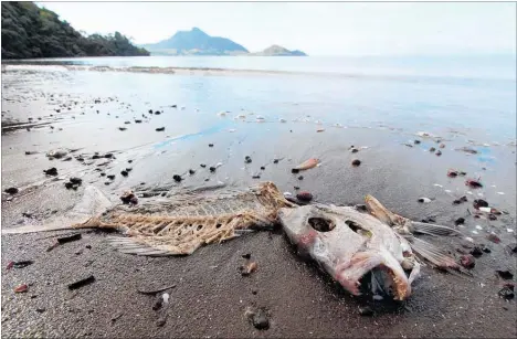  ?? PICTURE / NRC ?? A discarded fish frame on the beach at Whanga¯ rei Heads.