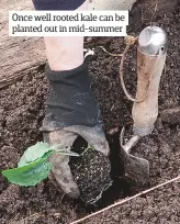  ??  ?? Once well rooted kale can be planted out in mid-summer