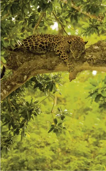  ?? Foto: Pedro H C Pinheiro, Adobe ?? Ein Jaguar, der sich vor dem nahenden Feuer in Sicherheit gebracht hat – und hier gerettet wird.