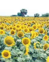  ??  ?? Girasol. Los excesos hídricos pueden condiciona­r su siembra en el sudeste bonaerense.