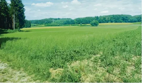  ?? Fotos: Ursula Katharina Balken ?? Dieses Gelände südlich vom Baugebiet Thal ist ein Stück unberührte Natur. Dort soll der neue, größere Reiterhof entstehen. Doch das gefällt nicht allen Thalern, wie einige von ihnen mitteilen.