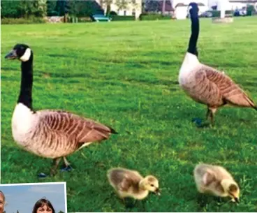  ??  ?? ‘Last resort’: Geese on the primary school’s property. Inset: Head Nicola Morris, far left, and executive principal Mary Ellen McCarthy