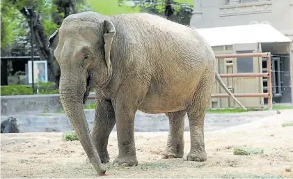  ?? LUCIANO THIEBERGER ?? En el recinto. Mara nació en India, tiene más de 50 años y desde hace 25 está en el ex zoo.