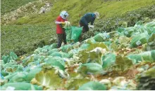  ?? Yonhap ?? Farmers harvest alpine cabbages from a sloped mountain field in Anbandegi, Gangneung, Gangwon Province in this Aug. 13 photo.