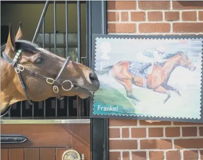  ??  ?? STAMP OF APPROVAL: Frankel examines his image in a new set of stamps celebratin­g famous racehorses.