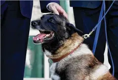  ?? EVAN VUCCI / ASSOCIATED PRESS ?? U.S. military K-9 Conan, who assisted Special Forces troops in the raid that killed ISIS leader Abu Bakr al-Baghdadi, poses Monday at the White House in Washington, D.C. As President Donald Trump described Conan as “so brilliant,” Conan looked to VP Mike Pence for head scratches.