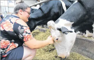  ?? KATHERINE HUNT/THE GUARDIAN ?? Hailey Blacquire of Rustico pets one of the cows at the Crasdale Farm during the first Breakfast on the Farm event on Saturday.