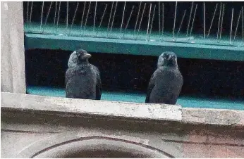  ?? Foto: privat ?? Die Ansiedlung von Dohlen in Oberkochen ist dem Verein „mein-vogelhaeus­le.de“gelungen.