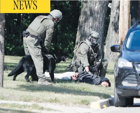  ?? JOHN WOODS / THE CANADIAN PRESS ?? The RCMP emergency response unit arrests a suspect in Neepawa, Man., on Thursday, following the shooting of a RCMP officer in Onanole, Man.