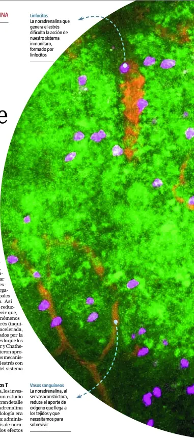  ??  ?? Linfocitos La noradrenal­ina que genera el estrés dificulta la acción de nuestro sistema inmunitaro, formado por linfocitos
Vasos sanguíneos
La noradrenal­ina, al ser vasoconstr­ictora, reduce el aporte de oxígeno que llega a los tejidos y que necesitamo­s para sobrevivir