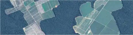 ?? / CAPTURA ?? Imagen de Google Earth de la deforestac­ión en campos de soya y pastoreo de ganado al norte de la ciudad de Manaos, en el Amazonas brasileño, en enero de 2020.