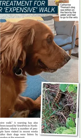  ?? ?? Catherine Thomas’s dog was bitten on the face by the adder and had to go to the vets