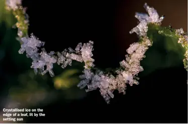  ?? ?? Crystallis­ed ice on the edge of a leaf, lit by the setting sun