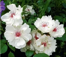  ?? ULELI/WIKIMEDIA COMMONS, 123RF ?? Above: Rosa ‘‘Jacqueline du Pre’’, named for the cellist, has clusters of semi-single blooms with a hint of cherry-red deep in the stamens. Below: beetroot seedlings.