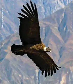  ??  ?? Top: Colca Canyon is twice as deep as the Grand Canyon in Arizona, USA. It‘s no easy feat to reach the Sangalle oasis on the canyon floor – whether on foot or in a vehicle.
Bottom: Colca Canyon is one of only a handful of places in Peru where you can see the Andean condor. This giant bird of prey has a wingspan of more than 3 m.