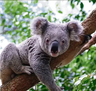 ?? — TNS ?? Koala population­s are expected to decline by 50% in the next 20 years, according to the Australian Museum.