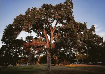  ?? Elizabeth Conley photos / Staff photograph­er ?? The roots of stressed post oaks at Memorial Park are being aerated in an attempt to revive them.