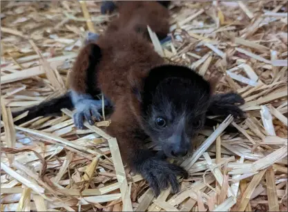  ?? PHOTOS BY HAPPY HOLLOW PARK & ZOO ?? One of two red-ruffed lemur pups born May 12explores its nest box at Happy Hollow Park and Zoo in San Jose.