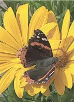  ?? SUSAN BROMLEY/HOMETOWN LIFE ?? A butterfly munches on flowers. Pollen and nectar are essential for butterflie­s and bees.