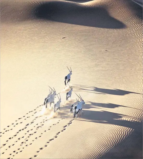  ?? Martin Harvey Getty Images ?? GEMSBOK traverse the ripples of a dune in the Namib Desert, leaving f leeting footprints in the sand. Visitors are drawn to Namibia’s wide-open grandeur.