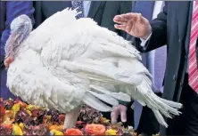  ??  ?? Tradition: President Trump on Tuesday “pardoned” Wishbone (above) and Drumstick, this year’s National Thanksgivi­ng Turkeys.