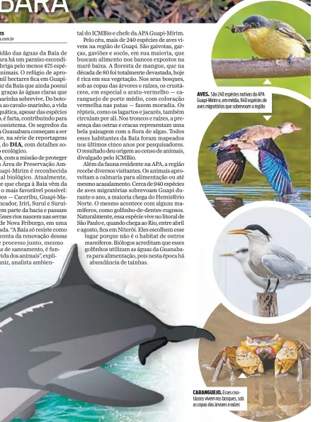  ??  ?? AVES. São 240 espécies nativas da APA Guapi-Mirim e, em média, 940 espécies de aves migratória­s que sobrevoam a região CARANGUEJO. Esses crustáceos vivem nos bosques, sob as copas das árvores e raízes