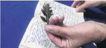  ?? PHOTO:KERRIE WATERWORTH ?? Hidden keepsake . . . A leaf from ‘‘the loneliest tree in the world’’ found in Robert Stanley’s diary of his time on Campbell Island.