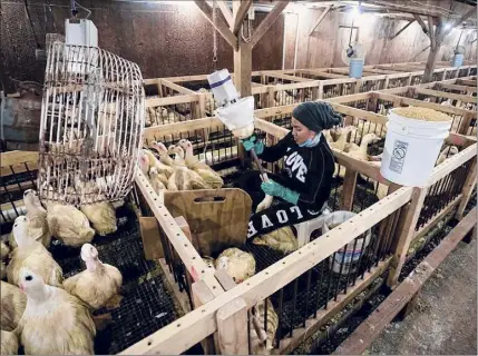  ?? Don Emmert / Getty Images ?? The ripple effect of losing two duck farms in Sullivan County could be economical­ly disastrous to the nearly 400 workers they employ, and also to the local community that relies on the farms as an economic driver.