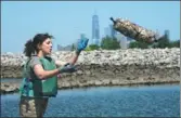  ?? DON EMMERT / AGENCE FRANCE-PRESSE ?? Workers with the Billion Oyster Project place oysters in the waters near Brooklyn’s Bush Terminal Park on Aug 23 in New York.