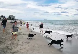  ?? MIKE STOCKER/STAFF FILE PHOTO ?? Ed Rose, of Davie, right, takes his dogs Beau and Dixie to the Dog Beach in Hollywood. Boynton Beach is considerin­g whether to allow leashed dogs on its beach.