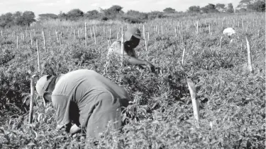  ?? /CORTESÍA ?? El campo lagunero en el olvido de los programas federales