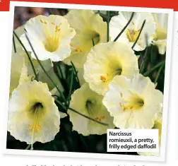  ??  ?? Narcissus romieuxii, a pretty, frilly edged daffodil