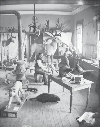  ?? IMAGE G-03172 COURTESY OF ROYAL BRITISH COLUMBIA MUSEUM AND ARCHIVES ?? Curator John Fannin in the taxidermy area of the original Provincial Museum.