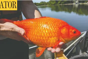  ?? CITY OF BURNSVILLE ?? One of several large goldfish pulled from a lake near Minneapoli­s. Officials in the U.S. are warning that the pets are dangerousl­y invasive when released into the wild as they can quickly reproduce and harm native fish population­s.