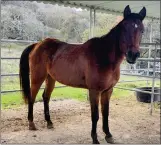  ?? SPCA MONTEREY COUNTY ?? The SPCA Monterey County is looking for the owner of a stray mare found in early December in Aromas.