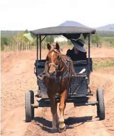  ??  ?? A Mennonite woman rides a horse-drawn cart at the community.The community is steadfast in rejecting all forms of technology.