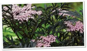  ??  ?? TOUCH OF GLAMOUR: Elder’s delicate foliage is complement­ed by frothy heads of sweet flowers