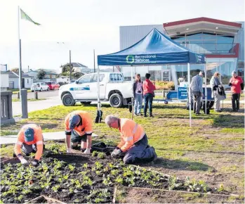  ?? ?? Tulip planting in progress in Te Awahou Foxton’s cultural park.