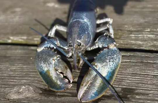  ?? Get Maine Lobster ?? A cotton candy lobster named Haddie has a new home at Seacoast Science Center in Rye, N.H.