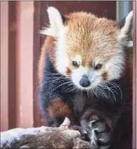  ?? Jack Bradley / Contribute­d photo ?? Rochan, a 7-year-old male red panda who joined the Beardsley Zoo in Bridgeport in 2018, was euthanized after developing a condition that affected his mobility, the zoo said.