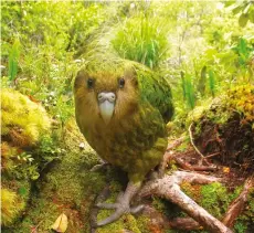  ??  ?? This page from top:
Redwoods Tree Walk, Rotorua; a Kakapo
Opposite page from left: Fiordland National Park in the southwest; the Oparara arch on the west coast