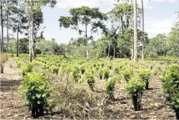  ?? ESTEBAN VANEGAS Bloomberg ?? Coca crops near the village of Nueva Albania in Putumayo province.