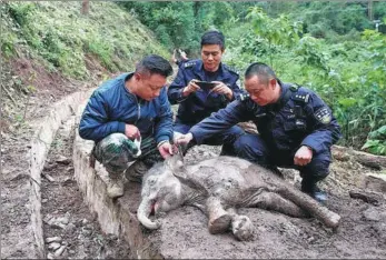  ?? DAI ZHENHUA / FOR CHINA DAILY ?? Rescue workers examine an elephant calf in Xishuangba­nna, Yunnan province, on Saturday. Local authoritie­s announced on Tuesday that the calf, which experts estimate is less than a month old, had fallen about 60 meters from a hill ridge into a ditch and...